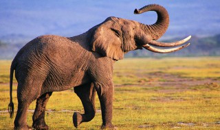 大象是什么 大象是什么意思