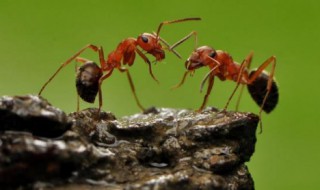 红火蚁会飞吗 红火蚁会跑到家里吗