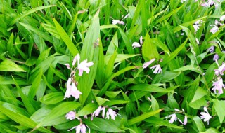 白芨种苗种植 白芨种苗种植多久会出苗