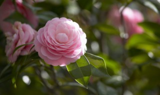 形容花香的成語 形容花香的成語四字成語