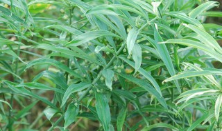 滇黃精種植技術(shù)