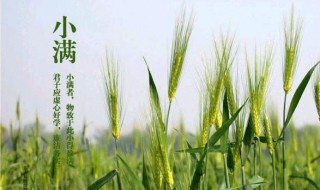 小滿節(jié)氣吃什么水果（小滿節(jié)氣吃點啥）