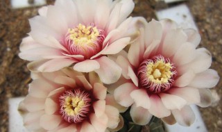 绯花玉寿命是几年 绯花玉一年能开几次花