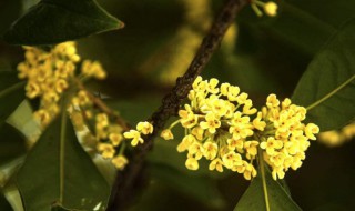 桂花什么時候凋謝（桂花什么時候凋謝開花）