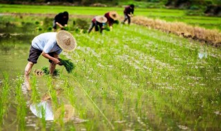 芒種時節(jié)的民俗活動（芒種節(jié)氣民間風(fēng)俗）