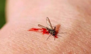 怎么判断床上有螨虫还是蚊子咬的 怎么判断床上有螨虫还是蚊子咬的图片
