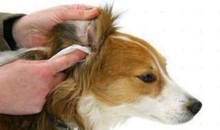 怎么分辨耳螨和耳朵脏（怎么分辨耳螨和耳朵脏了）