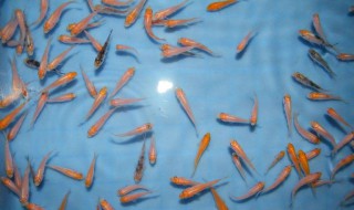 魚(yú)苗吃什么 黑魚(yú)魚(yú)苗吃什么