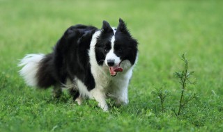 怎样训练边境牧羊犬（怎样训练边境牧羊犬放羊）