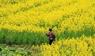 油菜花怎么做好吃 油菜花怎么做好吃家常菜視頻