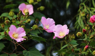 木槿花花語（木槿花花語簡短）