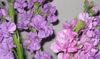 紫罗兰的花语 白色紫罗兰的花语