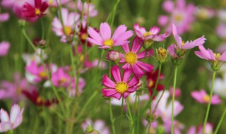 真正的格桑花花语 真正的格桑花花语图片