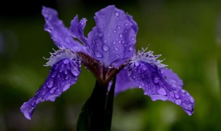 紫鸢花的花语（紫鸢名字的寓意）