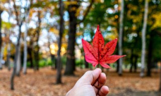 枫叶的花语（枫叶的花语和传说）