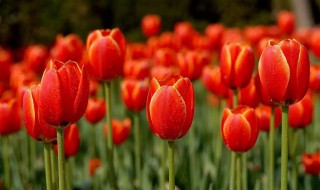 红色郁金香的花语 红色郁金香的花语和寓意