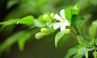 七里香花语 七里香花语的用途