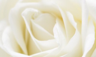 白玫瑰代表什么花语 白玫瑰代表什么花语?