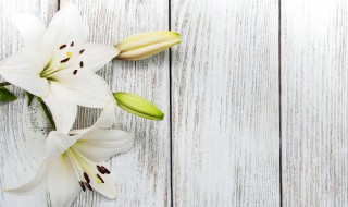 白百合花的花语 白百合花的花语和象征
