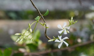 风车茉莉花语 风车茉莉花语爱情