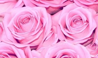 粉色玫瑰代表什么花语（粉色玫瑰代表什么花语和寓意）