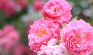 薔薇花的花語 薔薇花的花語和寓意