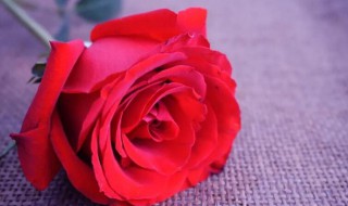 红色玫瑰花语（红色玫瑰花语代表什么意思）