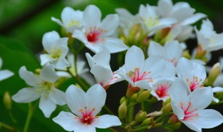 油桐花花语 油桐花花语祈福 努力