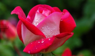 世界上最悲伤的十种花的花语 世界上最悲伤的十种花的花语和寓意