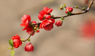 海棠花叶子发黄怎么回事 海棠花叶子发黄怎么办?