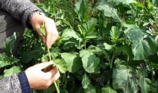 野腊菜的功效 野腊菜的功效和作用