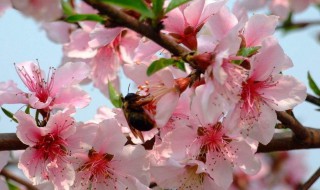 桃花如何旺風(fēng)水（桃花在風(fēng)水學(xué)怎么說(shuō)）