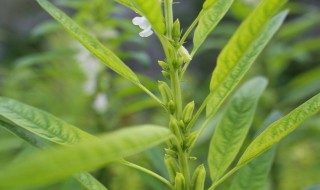 芝麻葉怎么炒著吃（芝麻葉怎么炒著吃好吃）