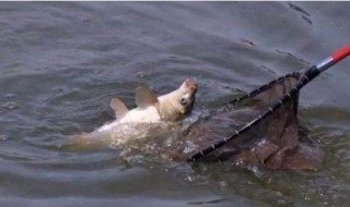 釣鯉魚用什么（釣鯉魚用什么鉤型最好）