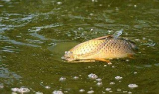 如何釣鯉魚 鯉魚怎么釣最快最有效