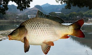 鯉魚如何釣（鯉魚如何釣魚）