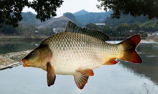 釣鯉魚秘訣（釣鯉魚絕招）