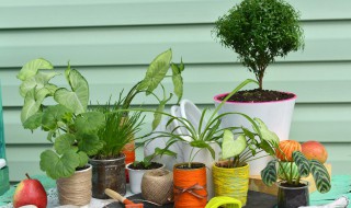 净化空气的室内植物 吸附甲醛净化空气的室内植物