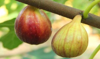 無(wú)花果種植（無(wú)花果種植在家門口影響風(fēng)水么）