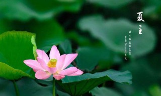 夏至节气的特点和风俗 夏至节气的特点和风俗图片