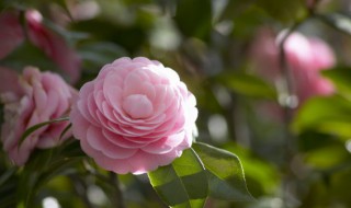 花怎么種（太陽(yáng)花怎么種）