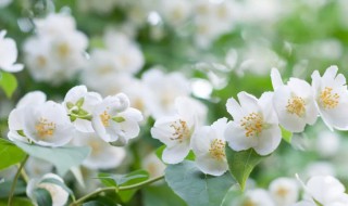 茉莉的花语和寓意 茉莉的花语和寓意送老师