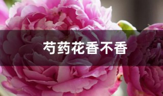 芍藥花香不香（芍藥花又叫什么花）