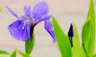 鸢尾花的寓意和花语 鸢尾花花语是