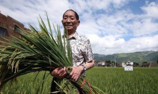 雜交水稻之父袁隆平是哪里人 “雜交水稻之父”袁隆平