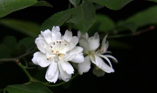 木香花四季开花吗 木香花四季开花吗