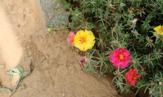 太陽花怎么繁殖（太陽花怎么繁殖視頻）