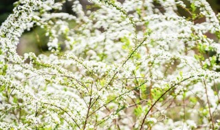 雪柳開完花還能活嗎 雪柳開完花還能活嗎