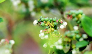 藍(lán)莓開什么顏色的花（藍(lán)莓開什么顏色的花和什么樣的果藍(lán)莓幾月份結(jié)果）