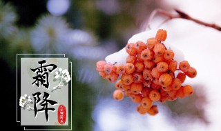 霜降節(jié)氣養(yǎng)生 霜降節(jié)氣養(yǎng)生海報圖片素材圖片